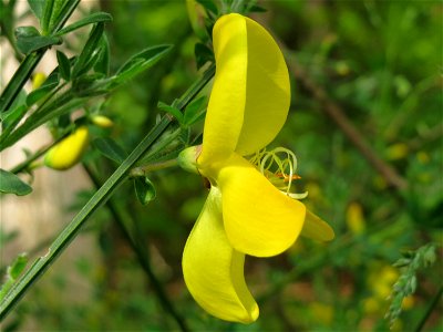Besenginster (Cytisus scoparius) im Unteren Saubusch (Bannwaldbereich) im Schwetzinger Hardt