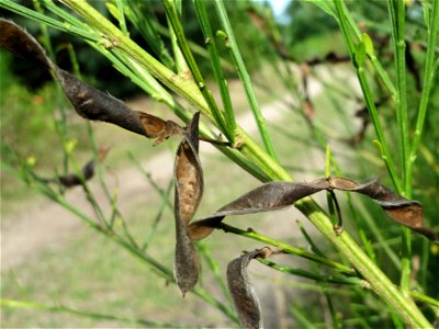 Besenginster (Cytisus scoparius) im Schwetzinger Hardt