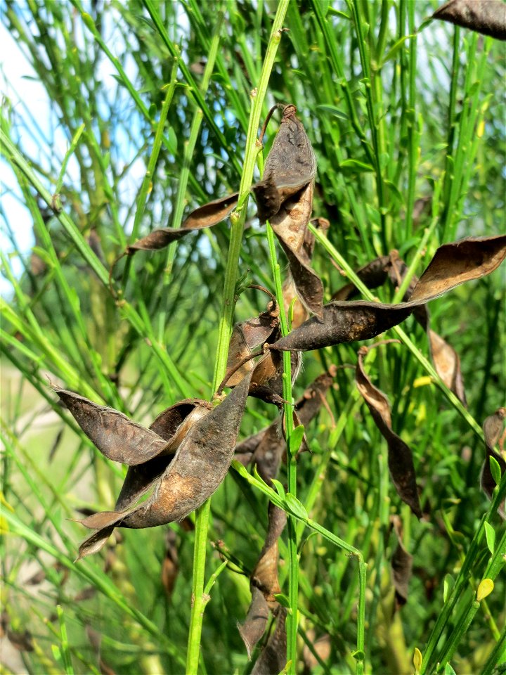 Besenginster (Cytisus scoparius) im Schwetzinger Hardt