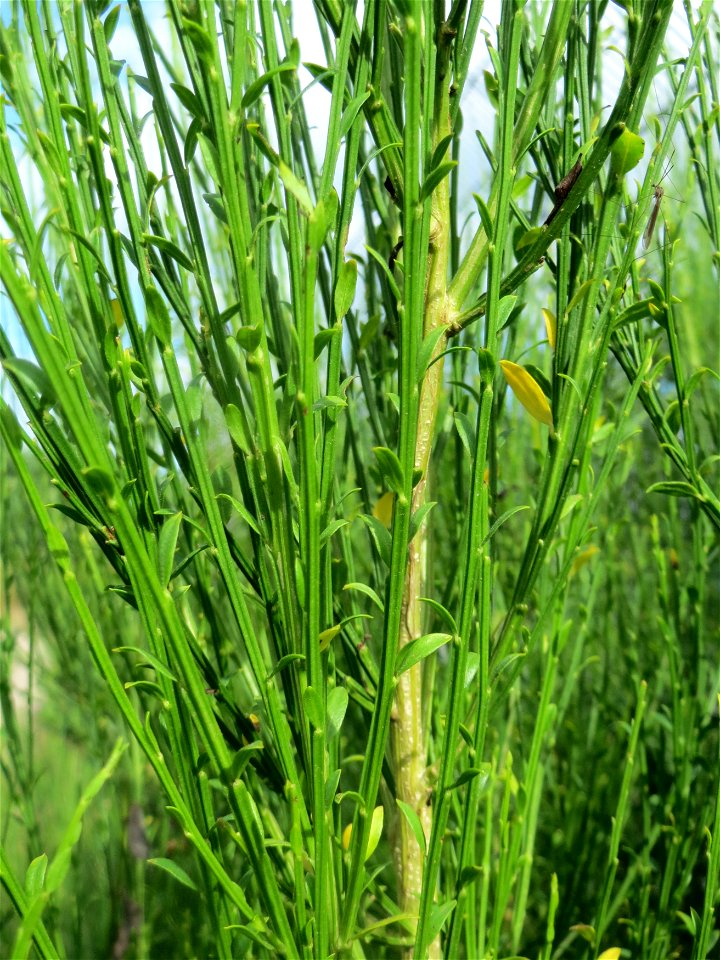 Besenginster (Cytisus scoparius) im Schwetzinger Hardt