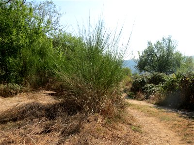 Besenginster (Cytisus scoparius) im Almet bei Sankt Arnual
