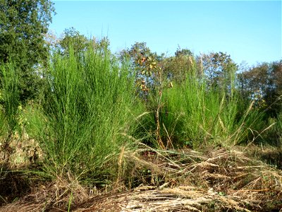 Besenginster (Cytisus scoparius) auf einer Rodungsfläche zwischen B36 und L722 im Schwetzinger Hardt