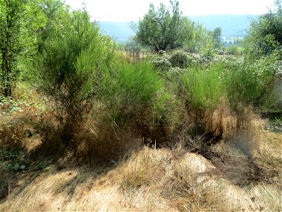 Besenginster (Cytisus scoparius) im Almet bei Sankt Arnual