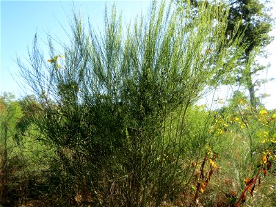 Besenginster (Cytisus scoparius) auf einer Rodungsfläche zwischen B36 und L722 im Schwetzinger Hardt