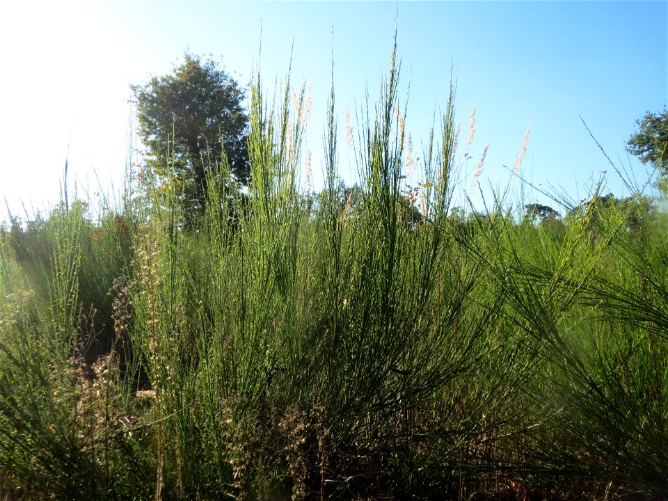Besenginster (Cytisus scoparius) auf einer Rodungsfläche zwischen B36 und L722 im Schwetzinger Hardt