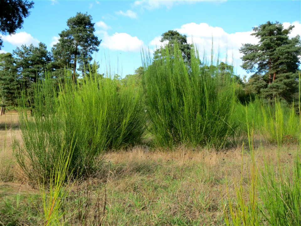 Besenginster (Cytisus scoparius) im Naturschutzgebiet Gewann Frankreich-Wiesental