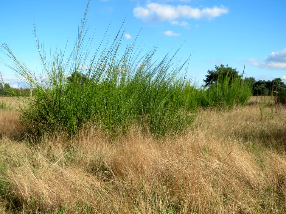 Besenginster (Cytisus scoparius) im Naturschutzgebiet Gewann Frankreich-Wiesental