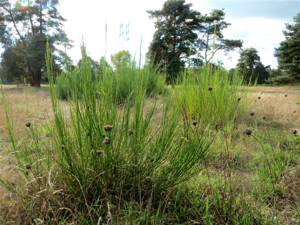 Besenginster (Cytisus scoparius) und Sprossende Felsennelke (Petrorhagia prolifera) im Naturschutzgebiet Gewann Frankreich-Wiesental