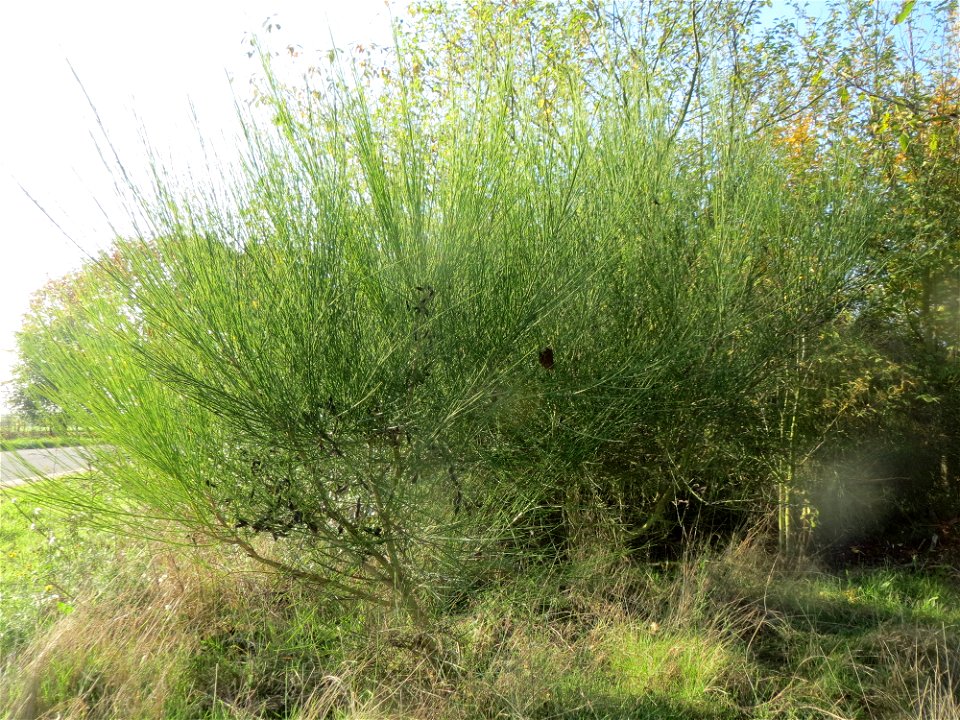 Besenginster (Cytisus scoparius) bei Reilingen