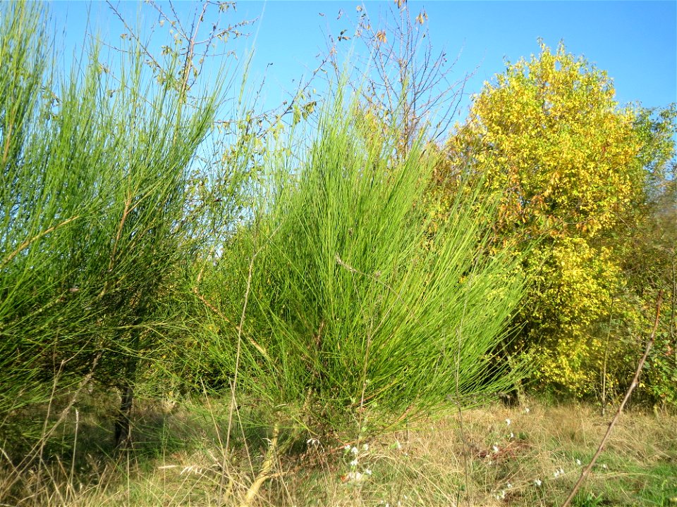 Besenginster (Cytisus scoparius) bei Reilingen