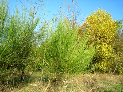 Besenginster (Cytisus scoparius) bei Reilingen