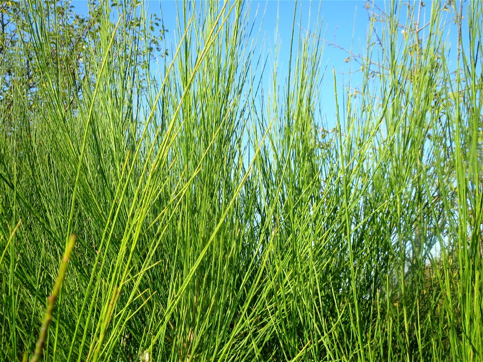Besenginster (Cytisus scoparius) bei Reilingen