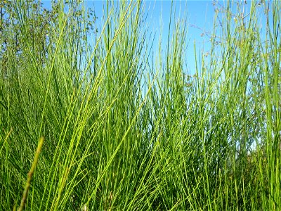 Besenginster (Cytisus scoparius) bei Reilingen