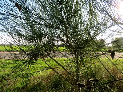 Besenginster (Cytisus scoparius) bei Reilingen