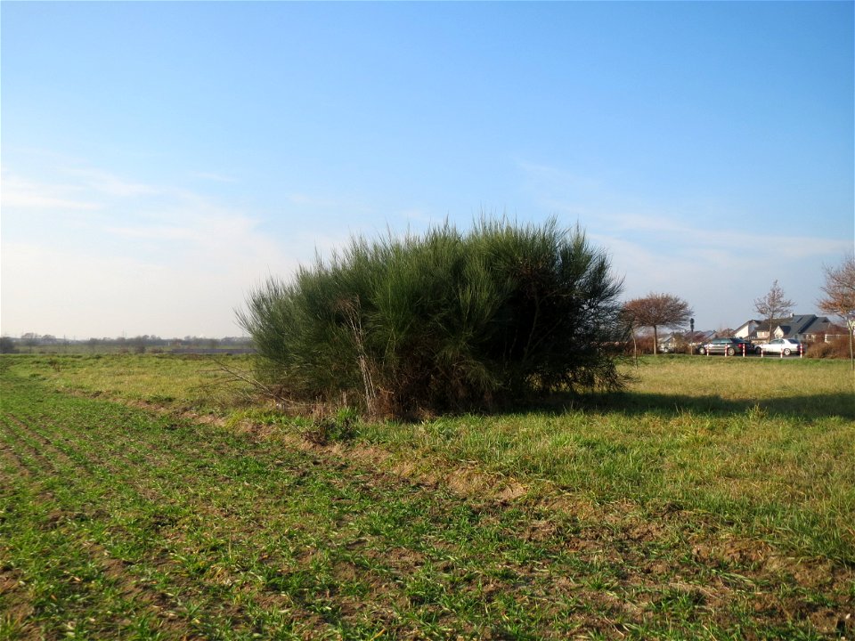 Ein einzelner Busch vom Besenginster (Cytisus scoparius) bei Hockenheim