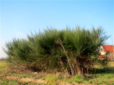 Ein einzelner Busch vom Besenginster (Cytisus scoparius) bei Hockenheim