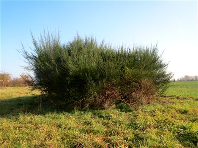 Ein einzelner Busch vom Besenginster (Cytisus scoparius) bei Hockenheim