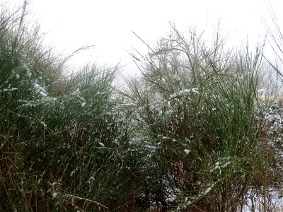 Besenginster (Cytisus scoparius) im Almet bei Sankt Arnual