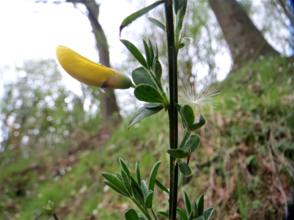 Besenginster (Cytisus scoparius) an einer alten Römerstraße im Simbachtal, einst Jakobsweg