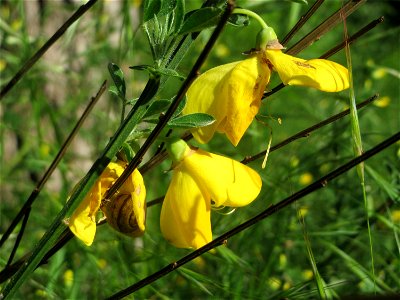 Besenginster (Cytisus scoparius) am Rand der Schwetzinger Hardt