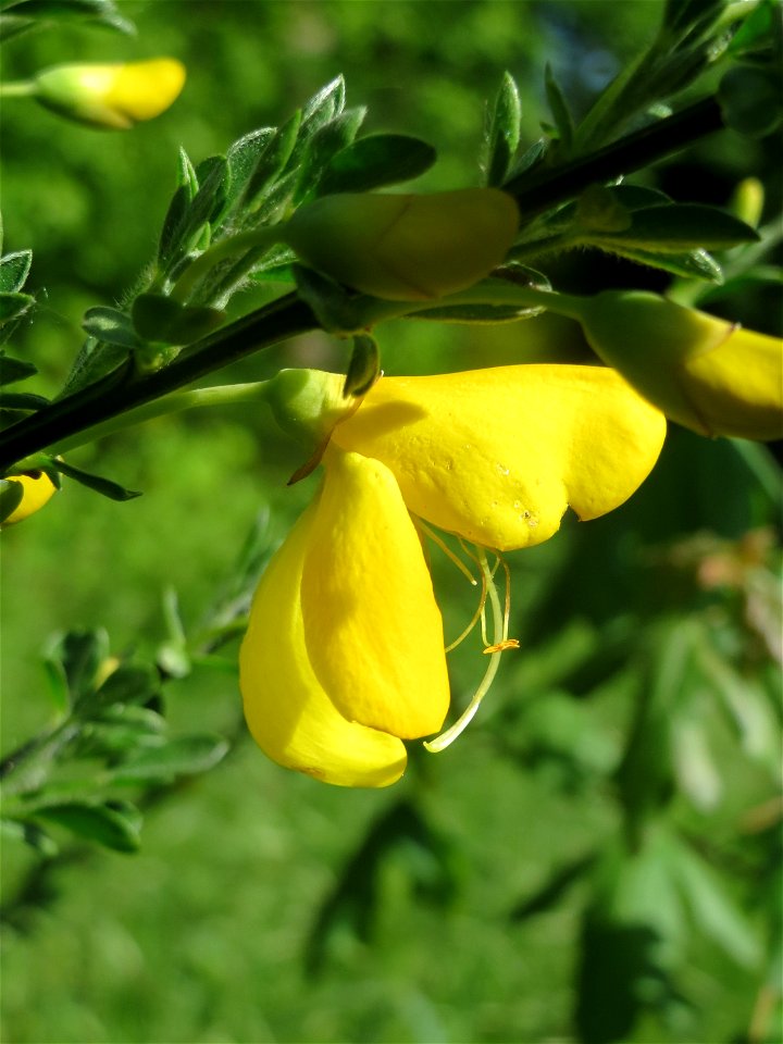 Blühender Besenginster (Cytisus scoparius) am Rand der Schwetzinger Hardt