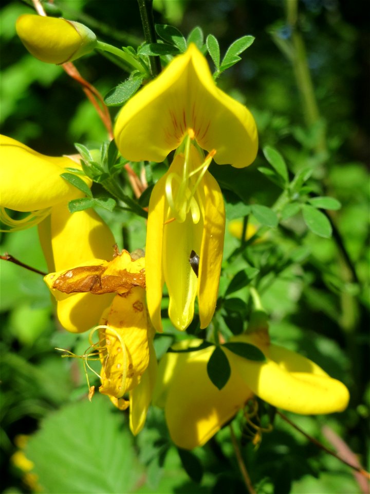 Blühender Besenginster (Cytisus scoparius) am Rand der Schwetzinger Hardt