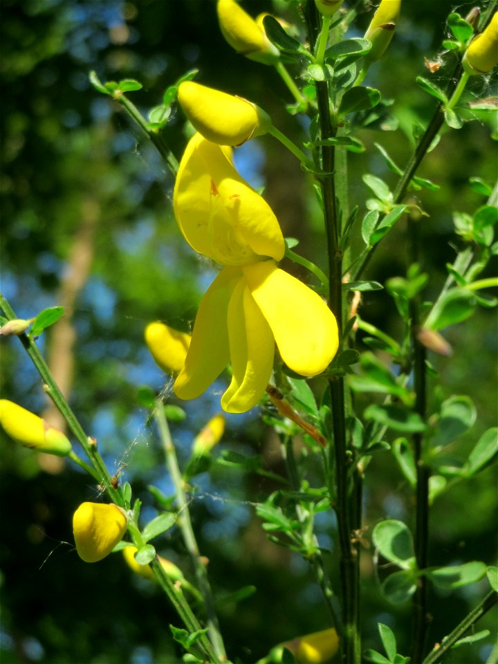 Blühender Besenginster (Cytisus scoparius) am Rand der Schwetzinger Hardt