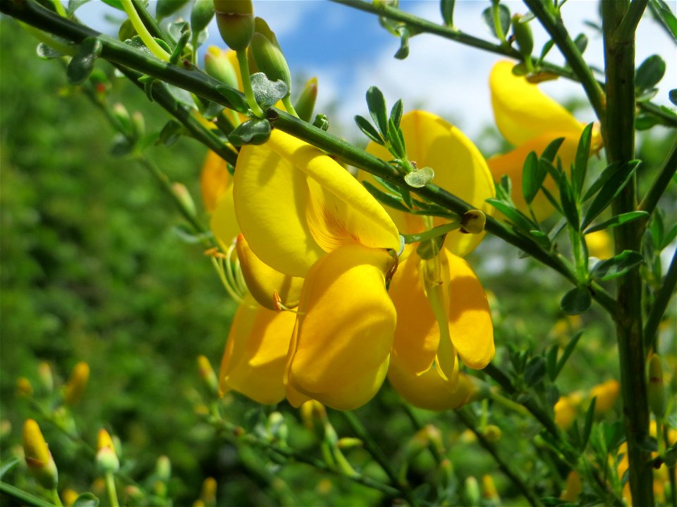 Besenginster (Cytisus scoparius) am Tierfriedhof Saarbrücken - der südliche Teil liegt im Landschaftsschutzgebiet „Drahtzugweiher und das Habsterwiesental“