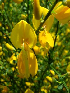 Besenginster (Cytisus scoparius) am Tierfriedhof Saarbrücken - der südliche Teil liegt im Landschaftsschutzgebiet „Drahtzugweiher und das Habsterwiesental“