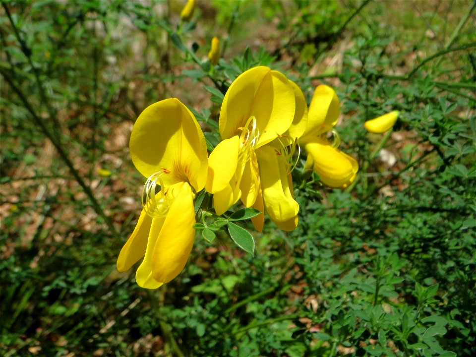 Besenginster (Cytisus scoparius) im Landschaftsschutzgebiet „Drahtzugweiher und das Habsterwiesental“ in Alt-Saarbrücken