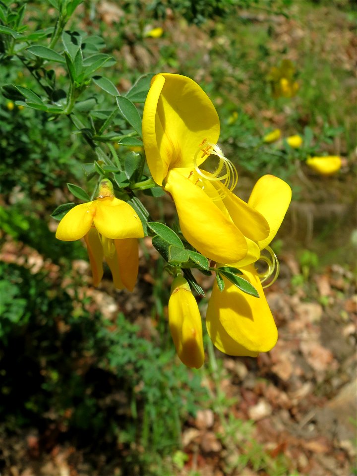 Besenginster (Cytisus scoparius) im Landschaftsschutzgebiet „Drahtzugweiher und das Habsterwiesental“ in Alt-Saarbrücken