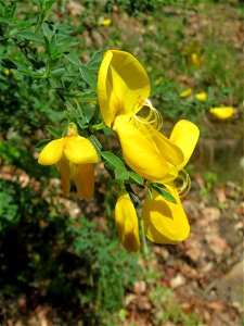 Besenginster (Cytisus scoparius) im Landschaftsschutzgebiet „Drahtzugweiher und das Habsterwiesental“ in Alt-Saarbrücken