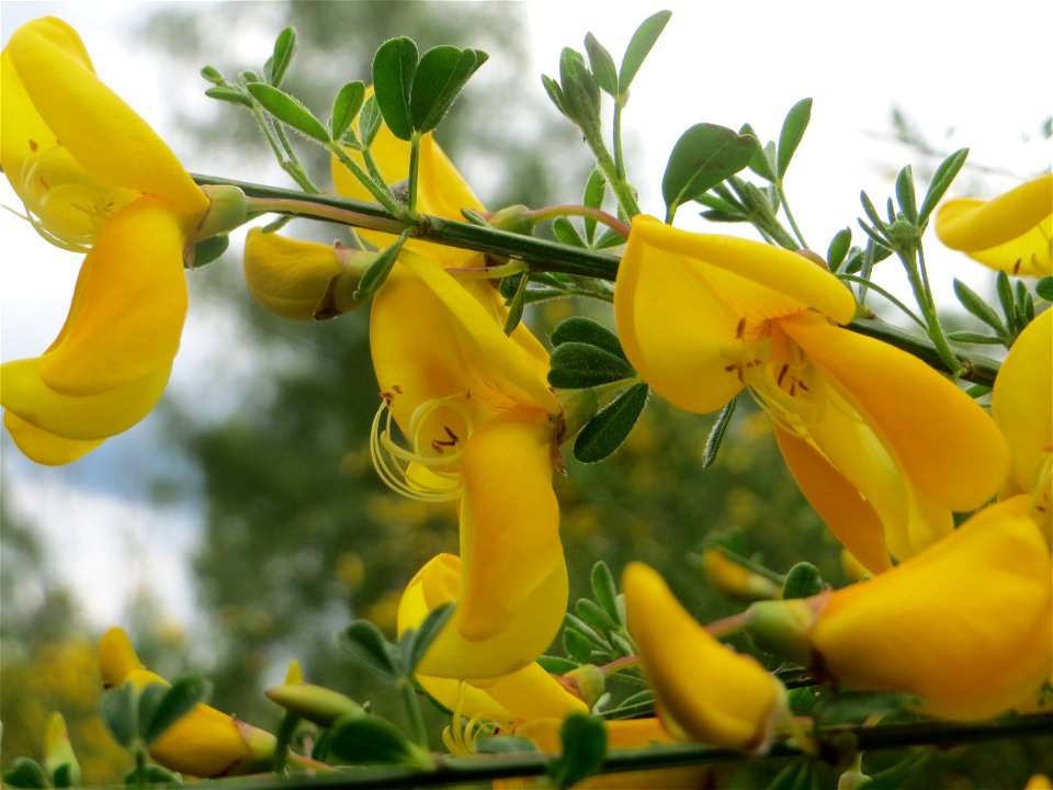 Besenginster (Cytisus scoparius) im Naturschutzgebiet „St. Arnualer Wiesen“