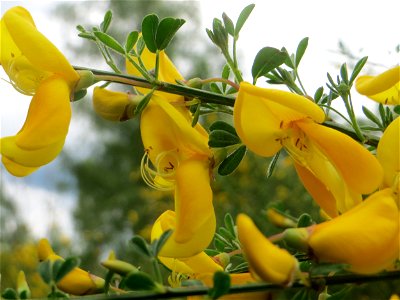 Besenginster (Cytisus scoparius) im Naturschutzgebiet „St. Arnualer Wiesen“