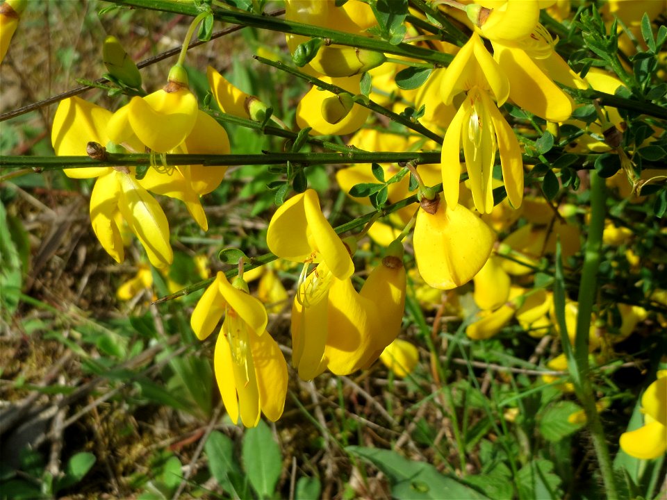 Besenginster (Cytisus scoparius) in Bruchmühlbach-Miesau