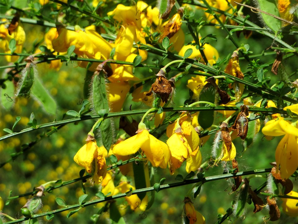 Besenginster (Cytisus scoparius) im Naturschutzgebiet „St. Arnualer Wiesen“