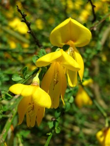 Besenginster (Cytisus scoparius) im Naturschutzgebiet „St. Arnualer Wiesen“