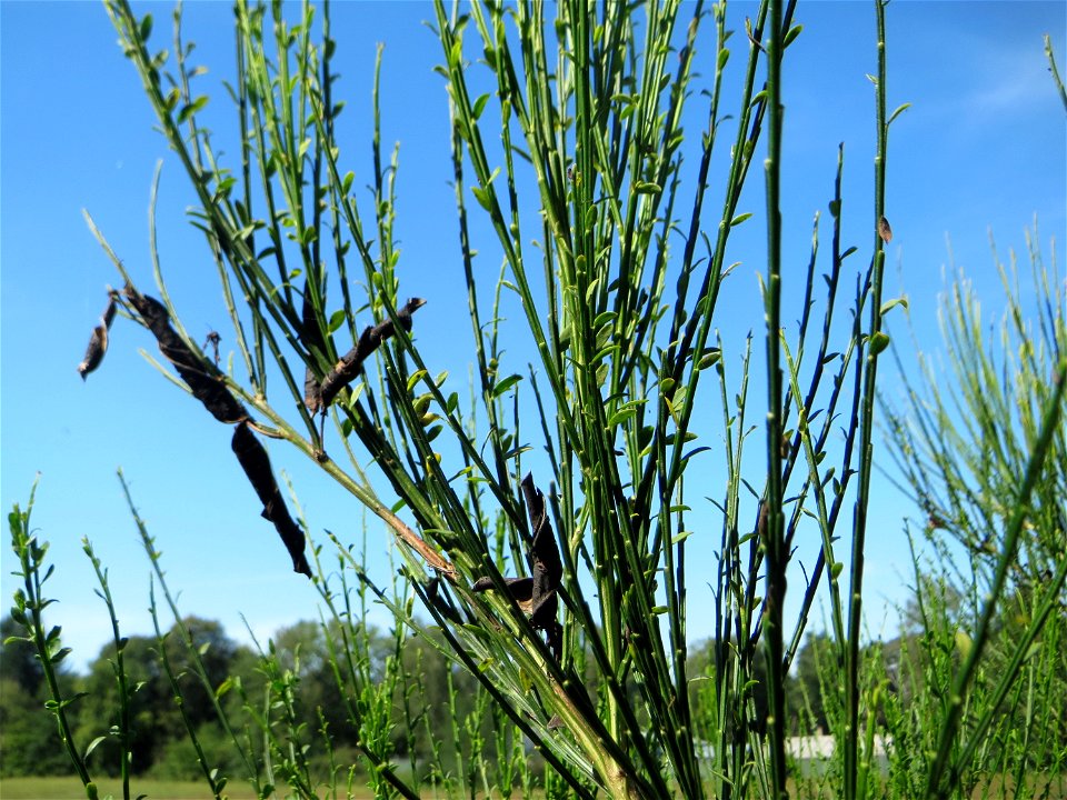 Besenginster (Cytisus scoparius) im Landschaftsschutzgebiet „Oftersheimer Dünen“