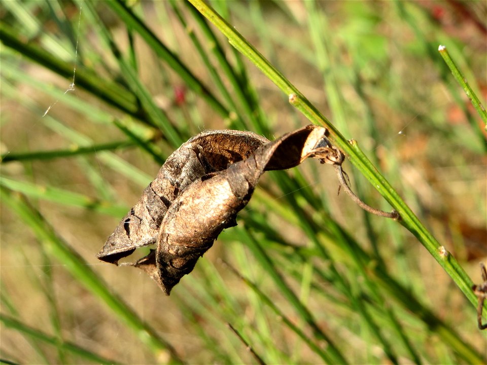 Frucht vom Besenginster (Cytisus scoparius) an einem Extremstandort auf trockener Sandfläche in der Schwetzinger Hardt