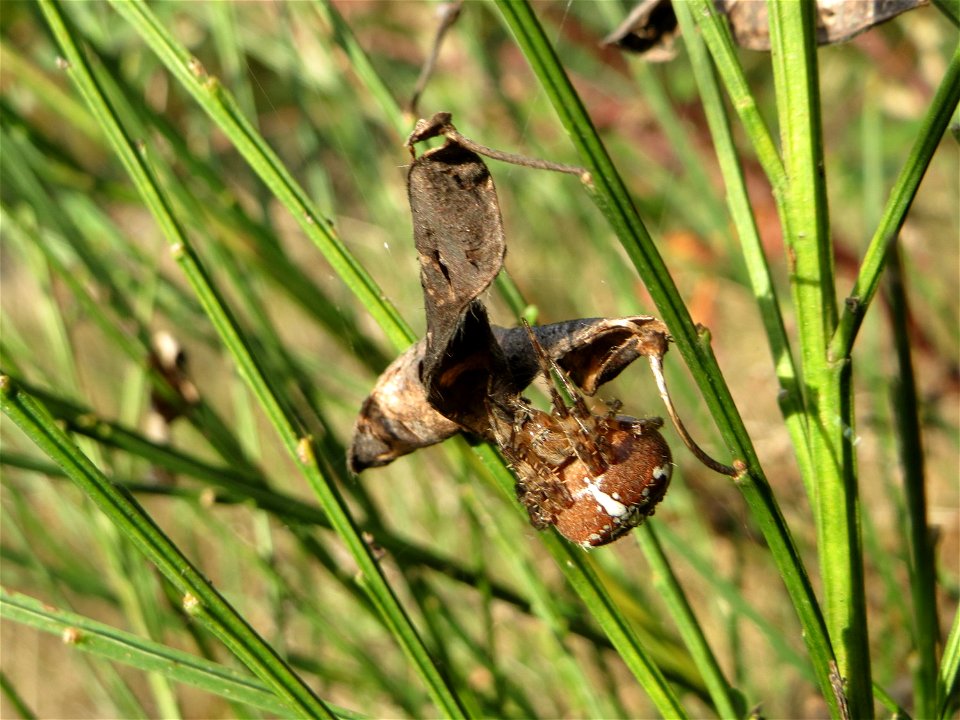 Frucht vom Besenginster (Cytisus scoparius) an einem Extremstandort auf trockener Sandfläche in der Schwetzinger Hardt