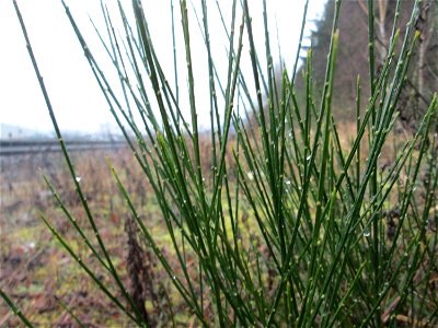 Besenginster (Cytisus scoparius) am Bahnhof Bruchmühlbach-Miesau