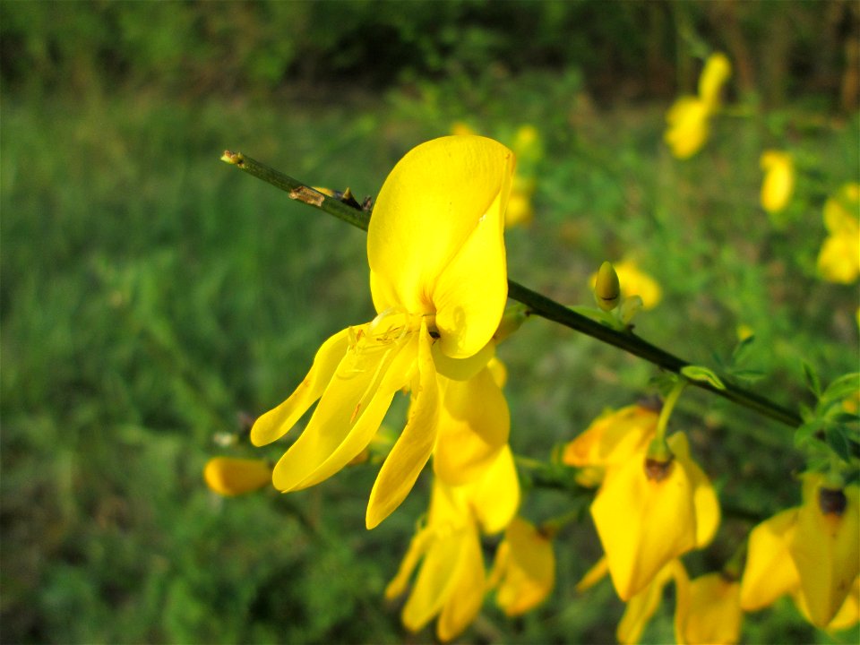 Blühender Besenginster (Cytisus scoparius) in einem Kleinbiotop am Hockenheimring in der Schwetzinger Hardt