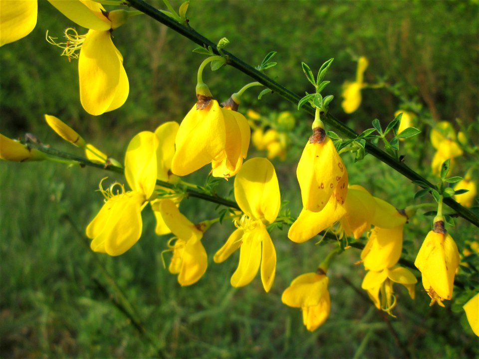 Blühender Besenginster (Cytisus scoparius) in einem Kleinbiotop am Hockenheimring in der Schwetzinger Hardt