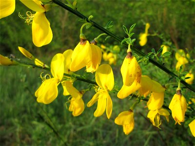 Blühender Besenginster (Cytisus scoparius) in einem Kleinbiotop am Hockenheimring in der Schwetzinger Hardt