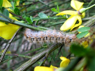 Raupe des Eichenspinners (Lasiocampa quercus) an Besenginster in der Schwetzinger Hardt