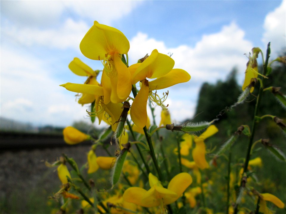 Besenginster (Cytisus scoparius) am Bahnhof Bruchmühlbach-Miesau