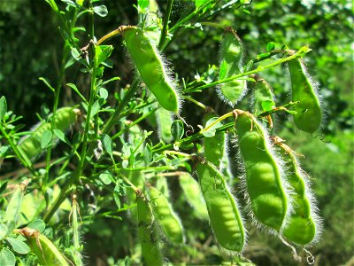 Besenginster (Cytisus scoparius) im Naturschutzgebiet „St. Arnualer Wiesen“