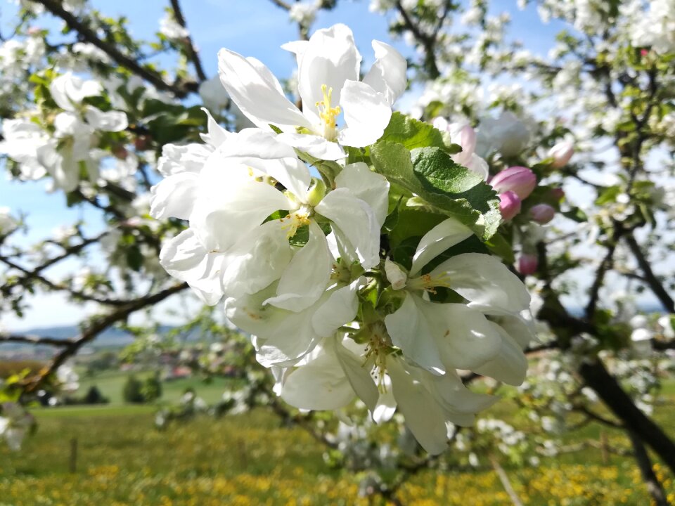 Tree branch apple