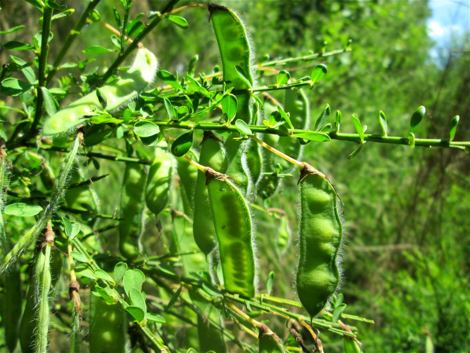 Besenginster (Cytisus scoparius) im Naturschutzgebiet „St. Arnualer Wiesen“