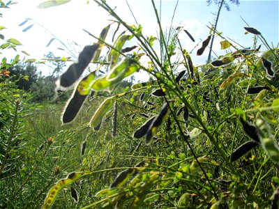 Besenginster (Cytisus scoparius) in der Schwetzinger Hardt